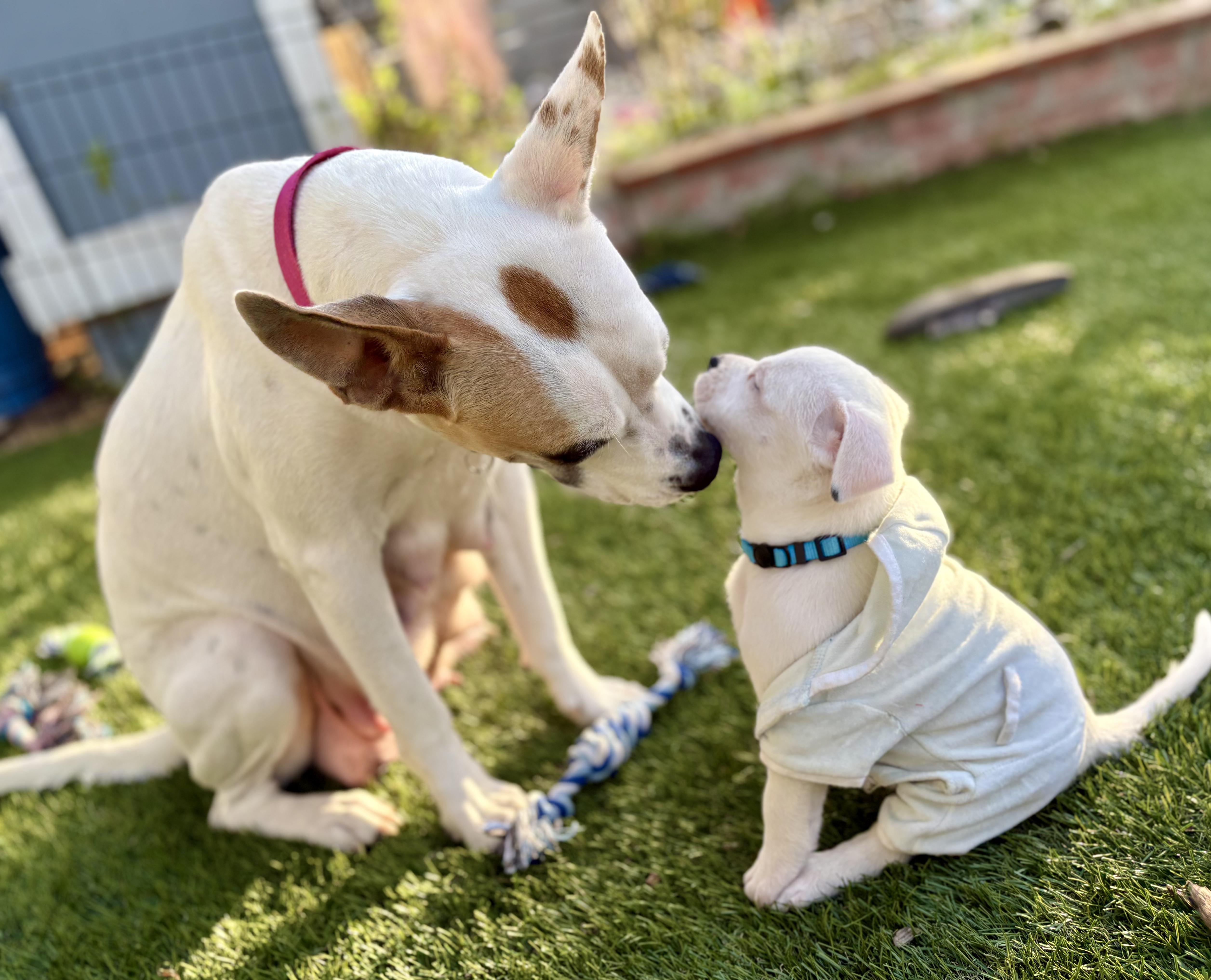 DOBBY, a ADOPTABLE mixed breed in San Diego, CA image 1/6