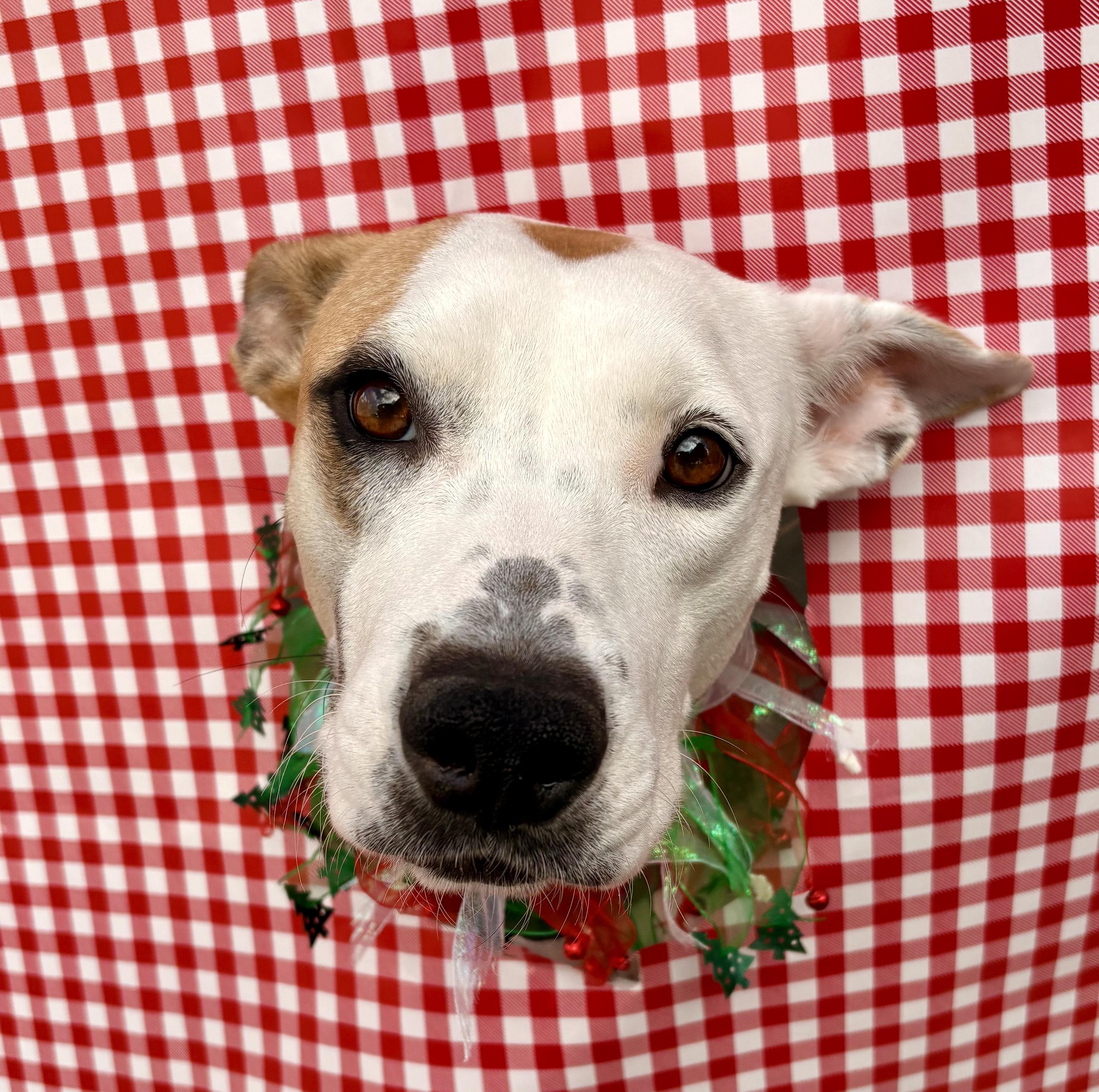 DOBBY, a ADOPTABLE mixed breed in San Diego, CA image 2/6