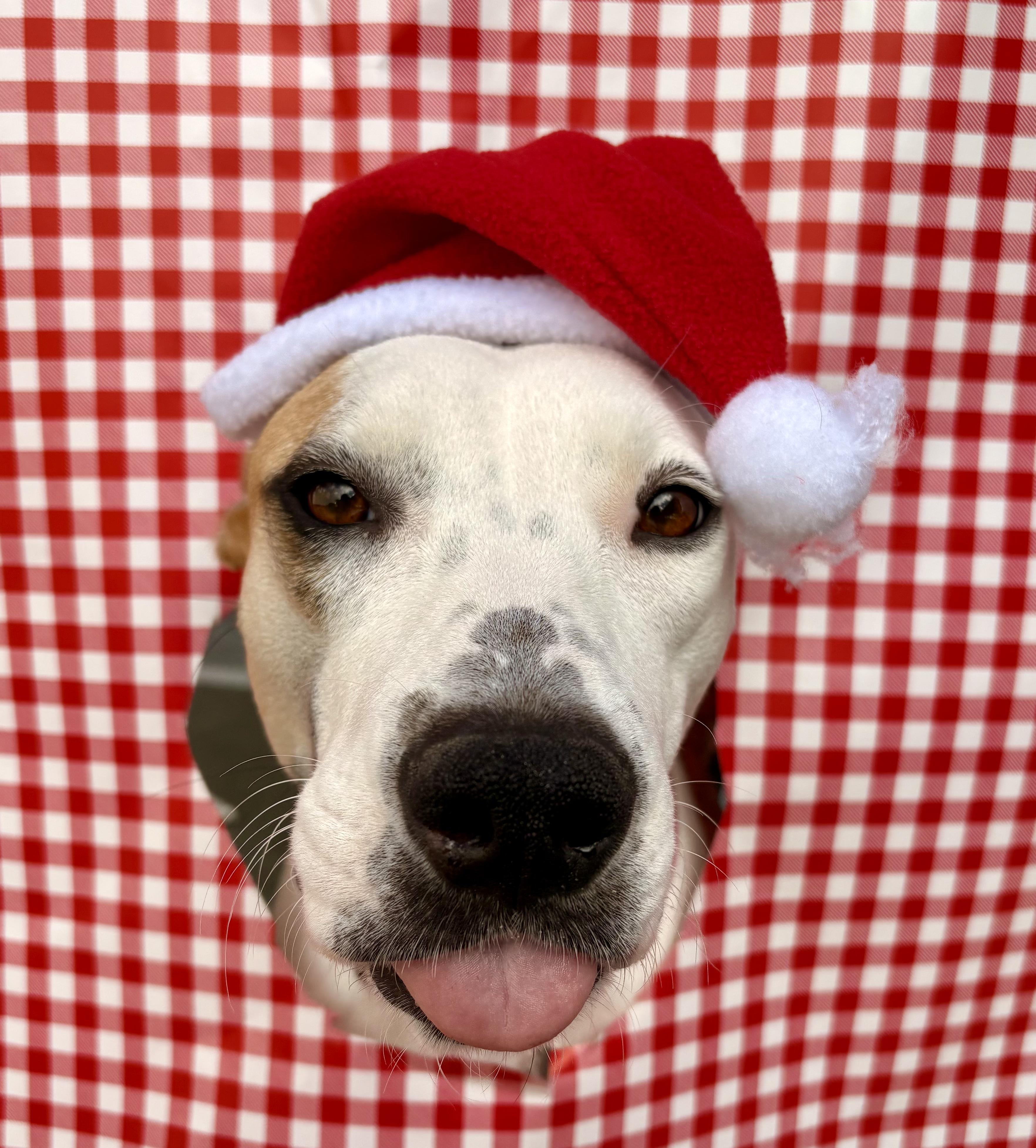 DOBBY, a ADOPTABLE mixed breed in San Diego, CA image 3/6