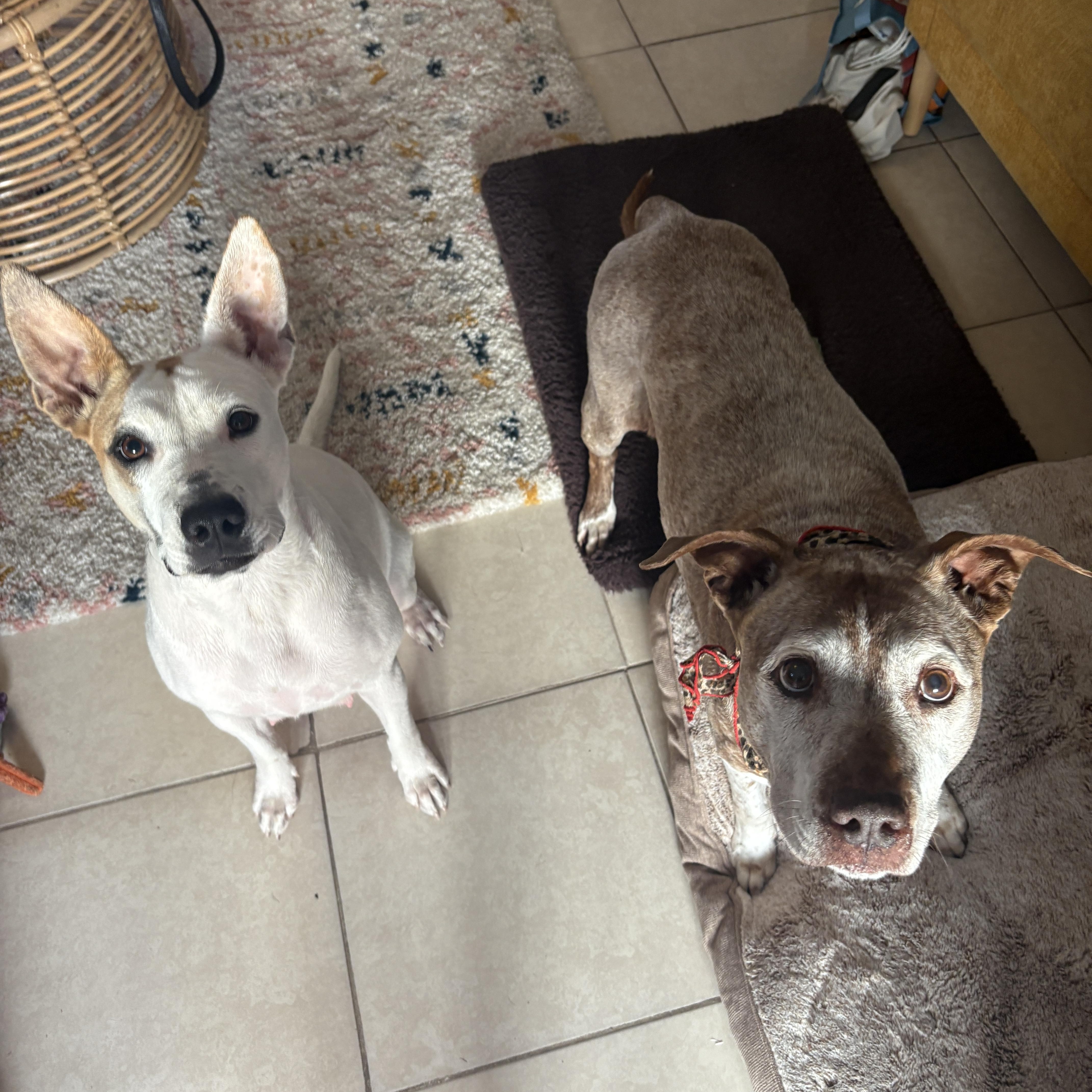 Enlarge Dobby, a ADOPTABLE mixed breed in San Diego, CA image 2/5