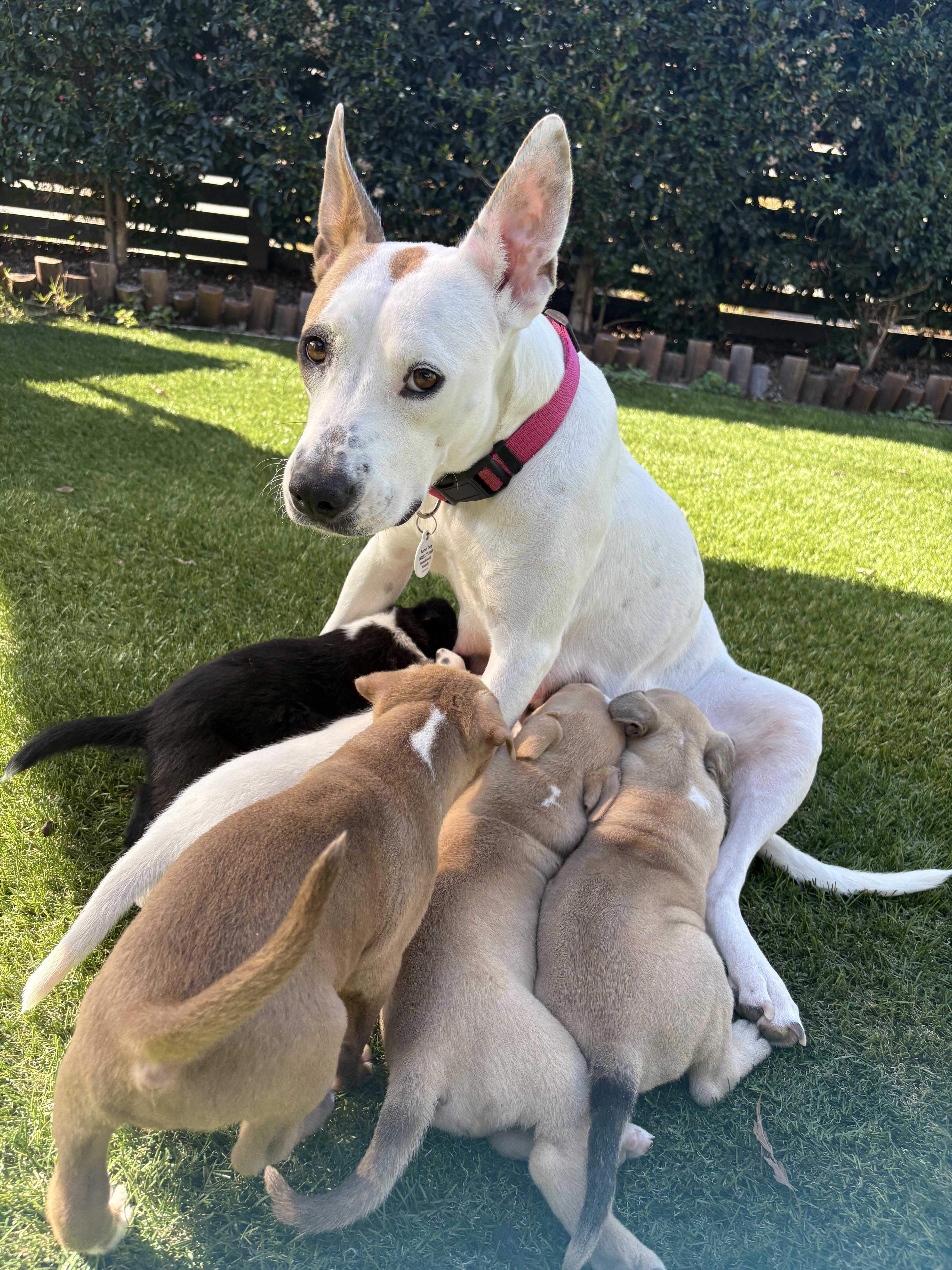 DOBBY, a ADOPTABLE mixed breed in San Diego, CA image 4/6