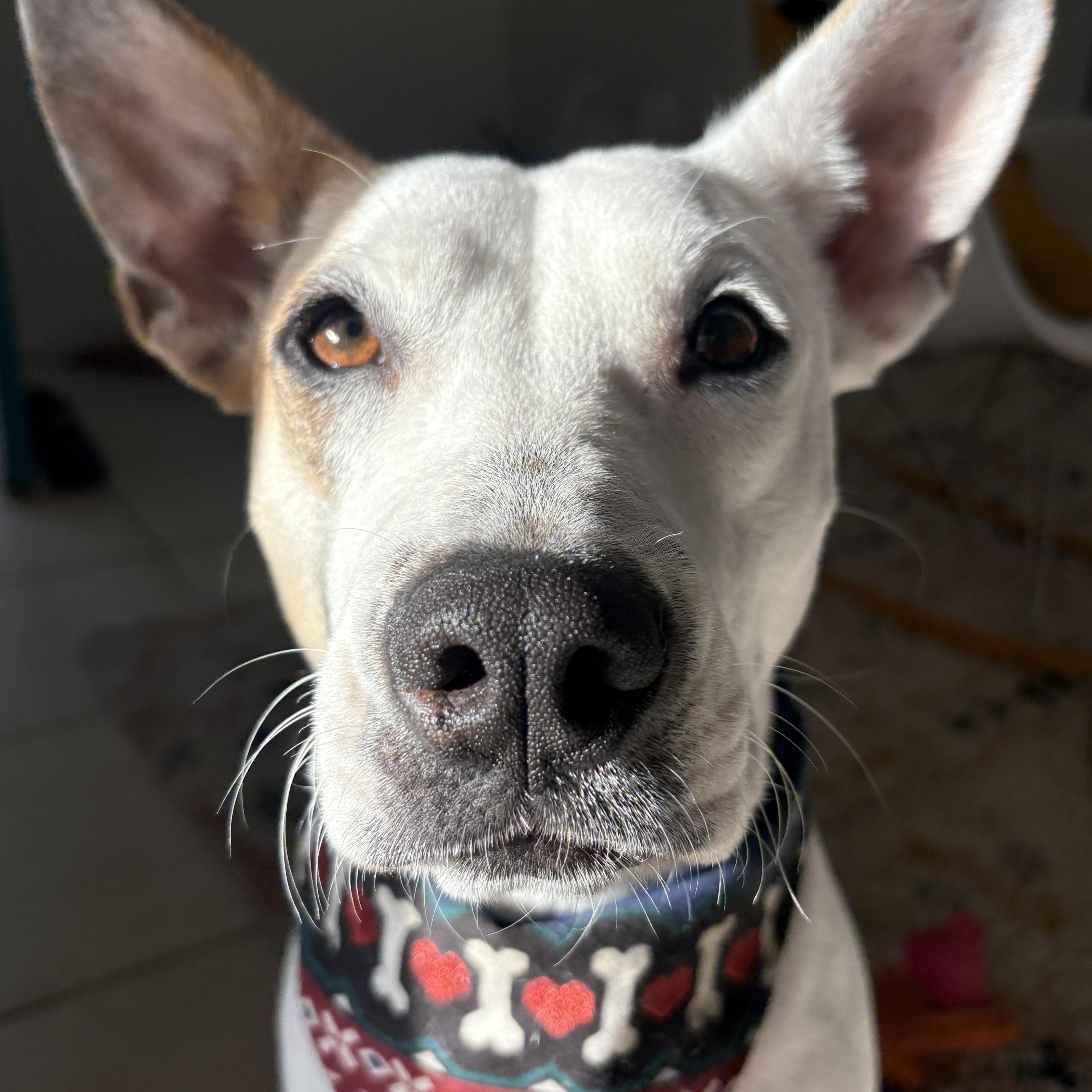 Dobby, ADOPTABLE, Young Female Pit Bull Terrier & Cattle Dog.
