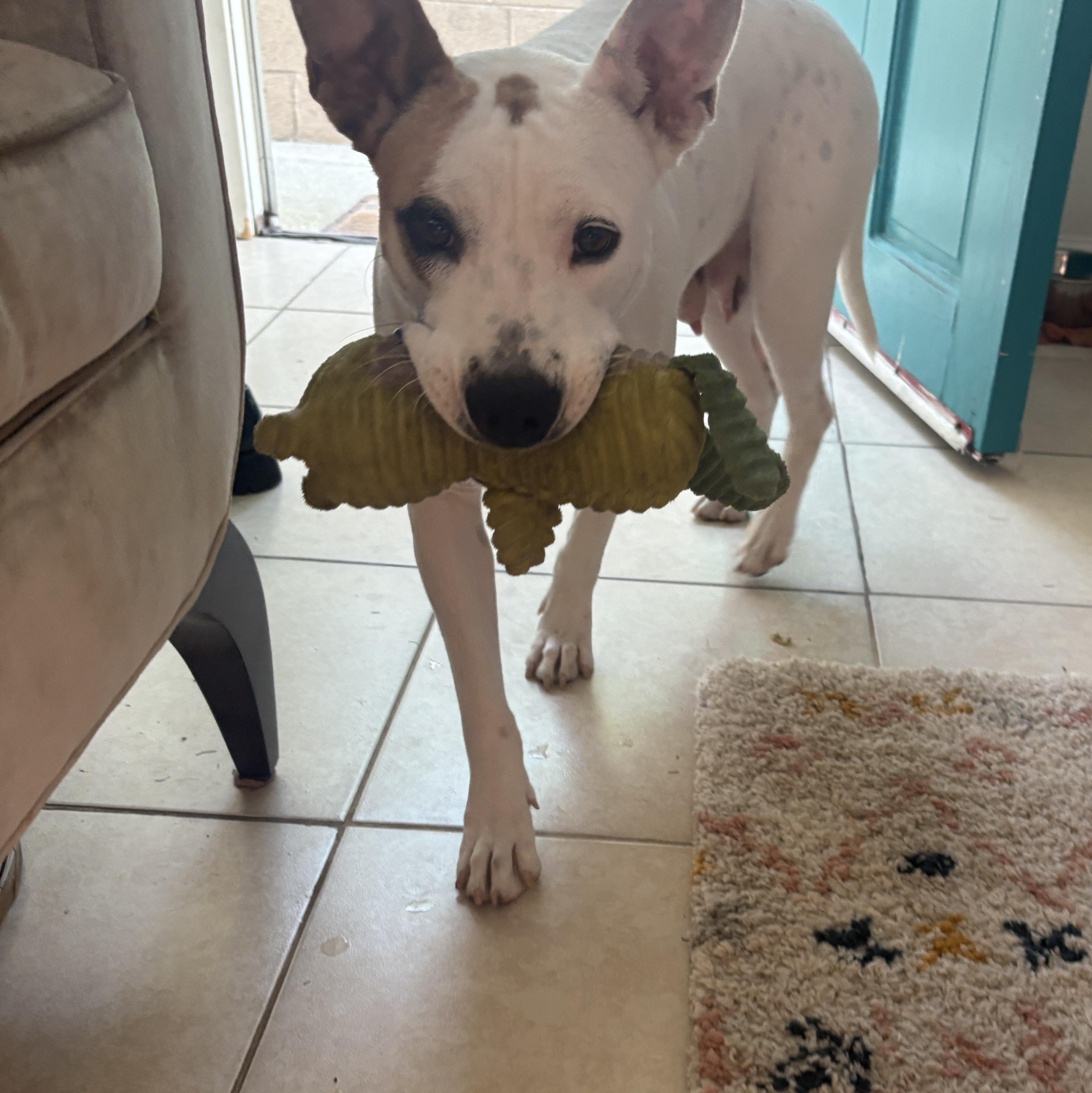 Enlarge Dobby, a ADOPTABLE mixed breed in San Diego, CA image 3/5