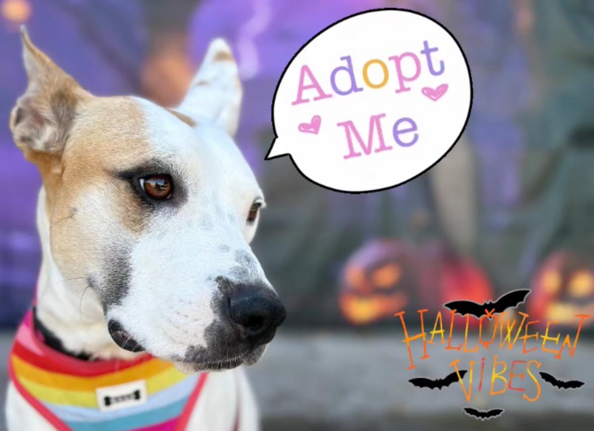 DOBBY, a ADOPTABLE mixed breed in San Diego, CA image 5/6