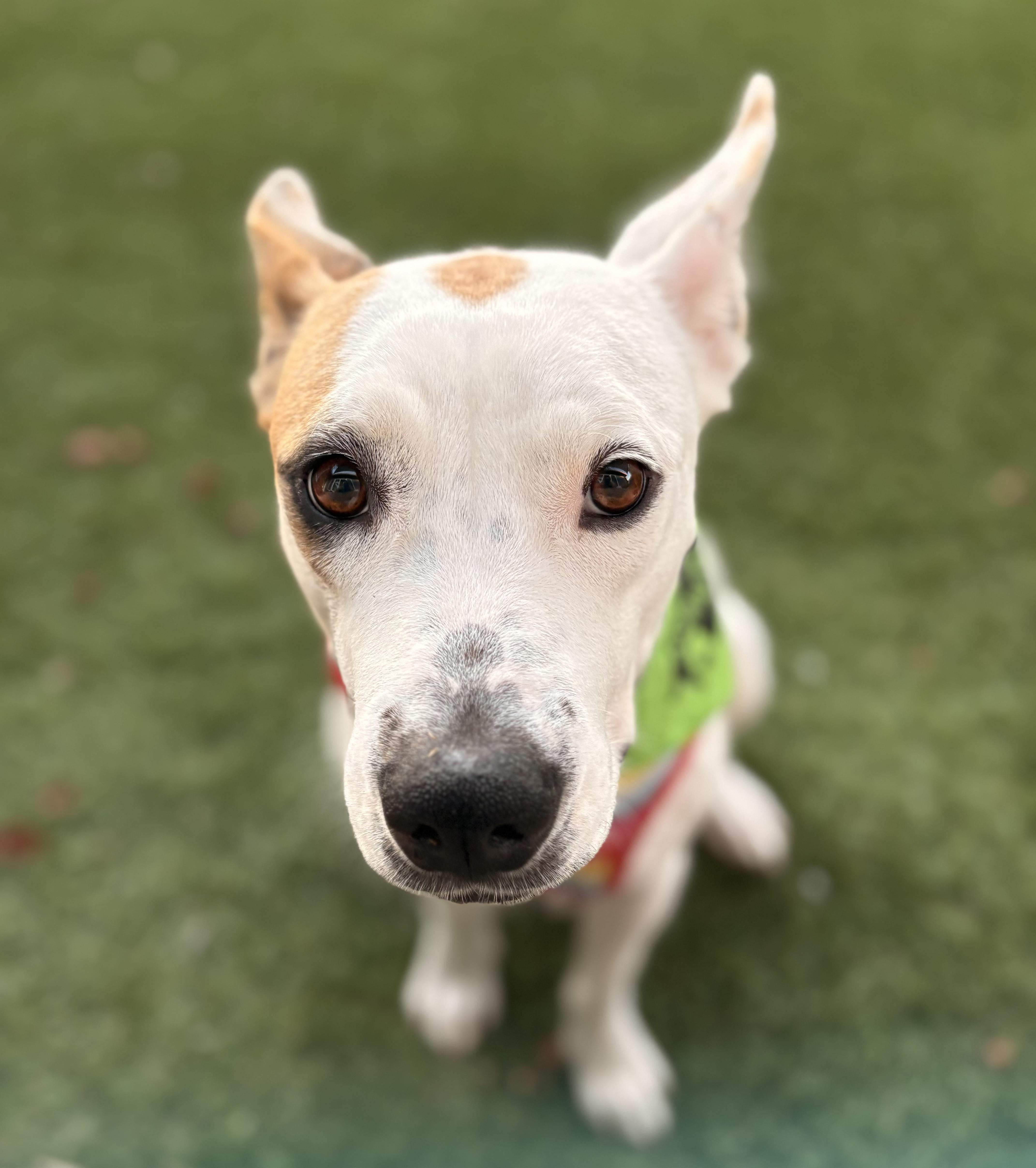DOBBY, a ADOPTABLE mixed breed in San Diego, CA image 6/6