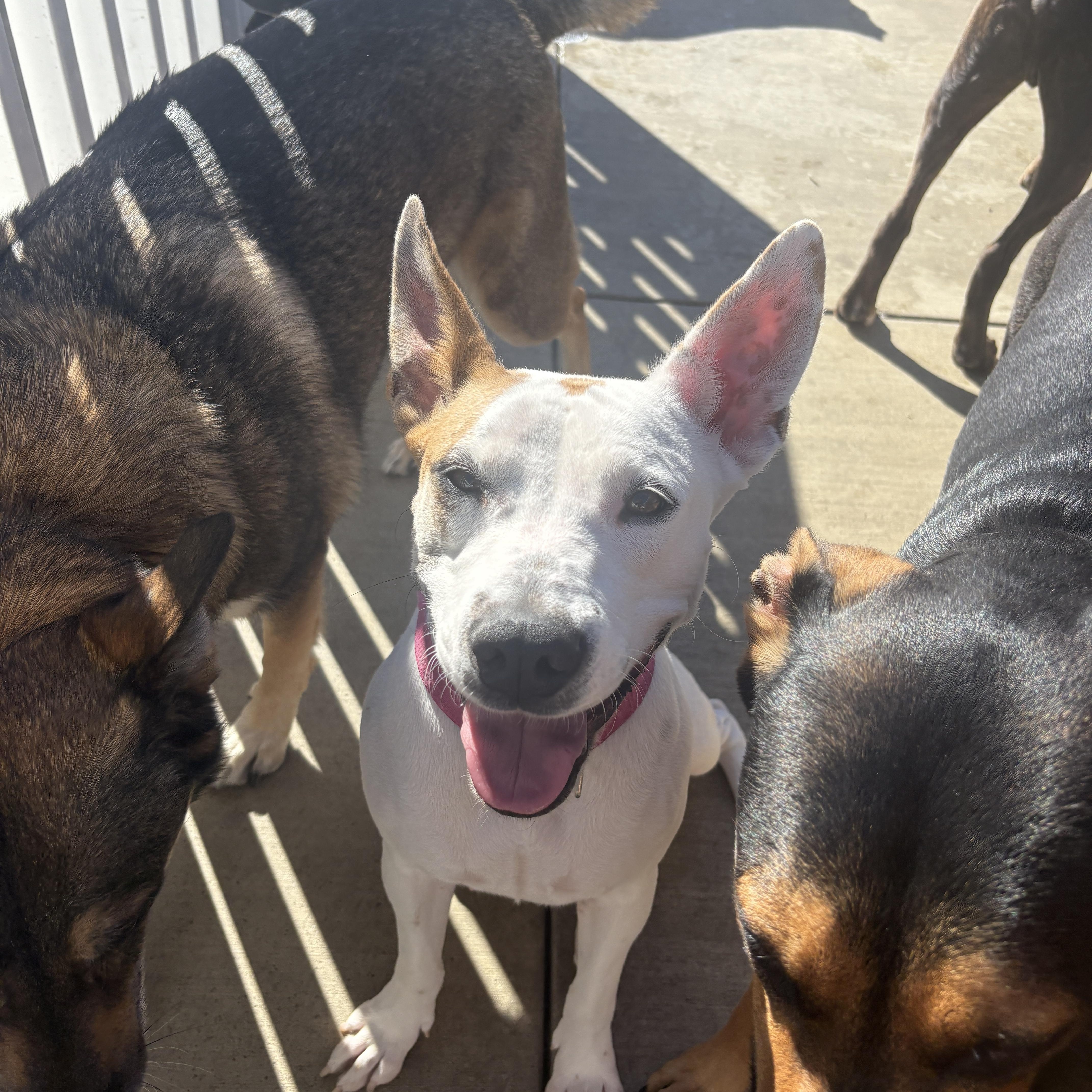 Enlarge Dobby, a ADOPTABLE mixed breed in San Diego, CA image 5/5