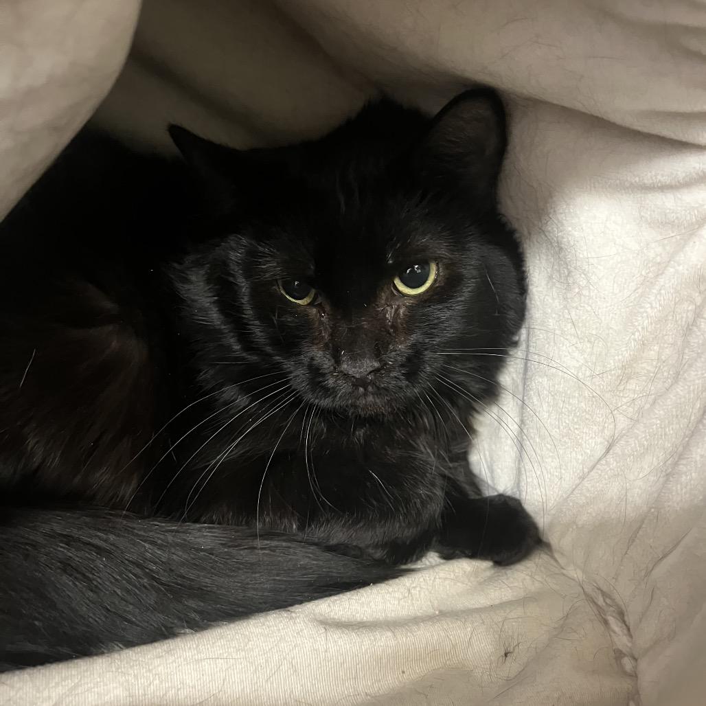 Salvador, Adoptable, Young Male Domestic Medium Hair.