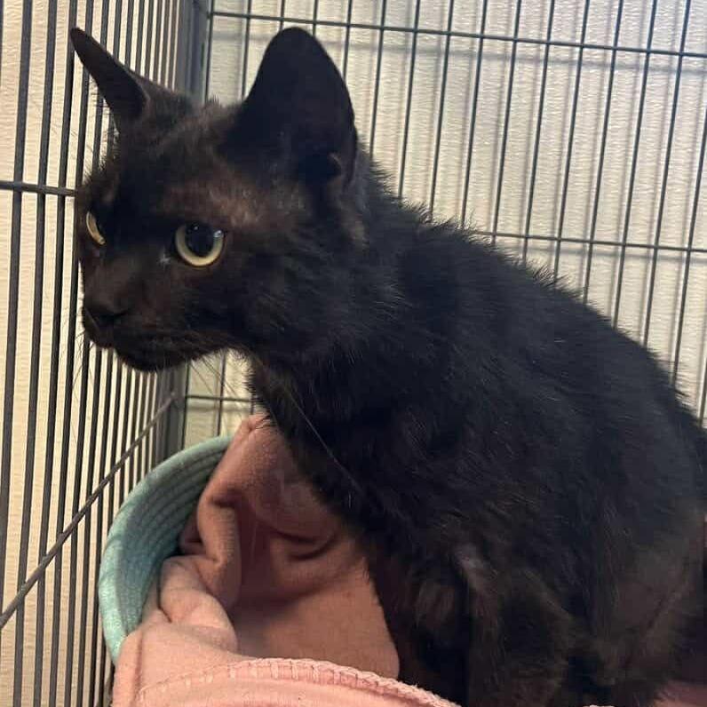 Enlarge Syn, a Adoptable Domestic Medium Hair in Milan, IL image 1/4