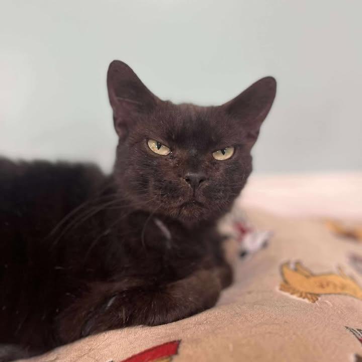 Enlarge Syn, a Adoptable Domestic Medium Hair in Milan, IL image 2/4