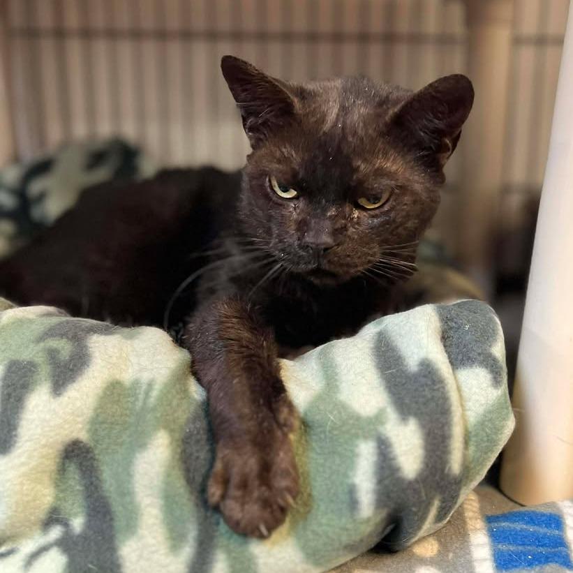 Enlarge Syn, a Adoptable Domestic Medium Hair in Milan, IL image 3/4