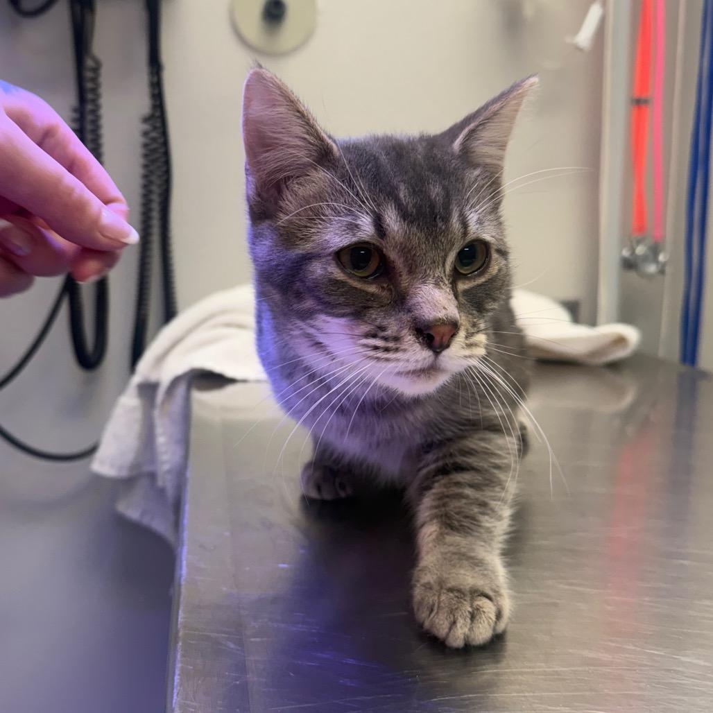 Enlarge Kronk, a Adoptable Domestic Short Hair in Great Falls, MT image 2/4