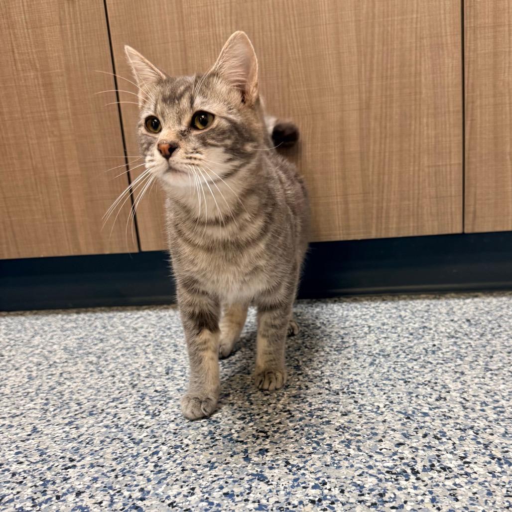 Enlarge Kronk, a Adoptable Domestic Short Hair in Great Falls, MT image 3/4