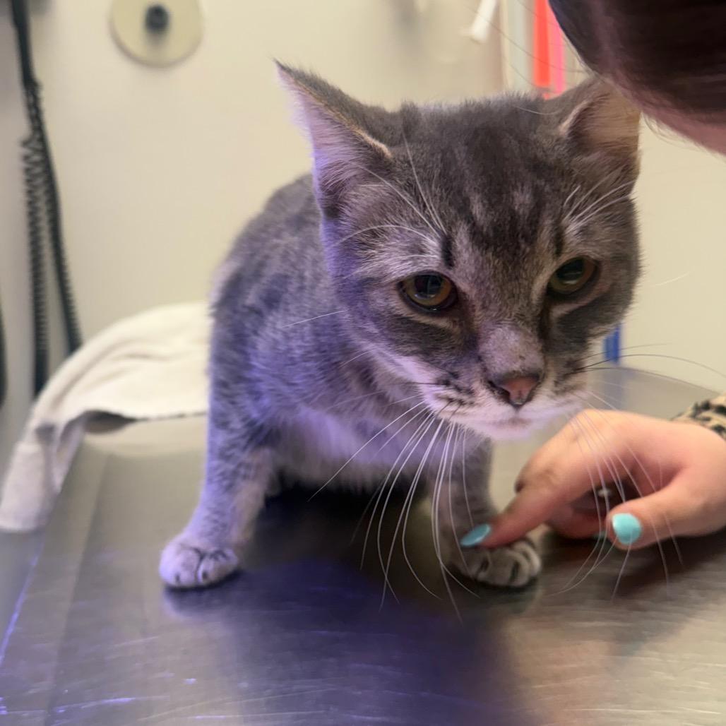 Enlarge Kronk, a Adoptable Domestic Short Hair in Great Falls, MT image 4/4