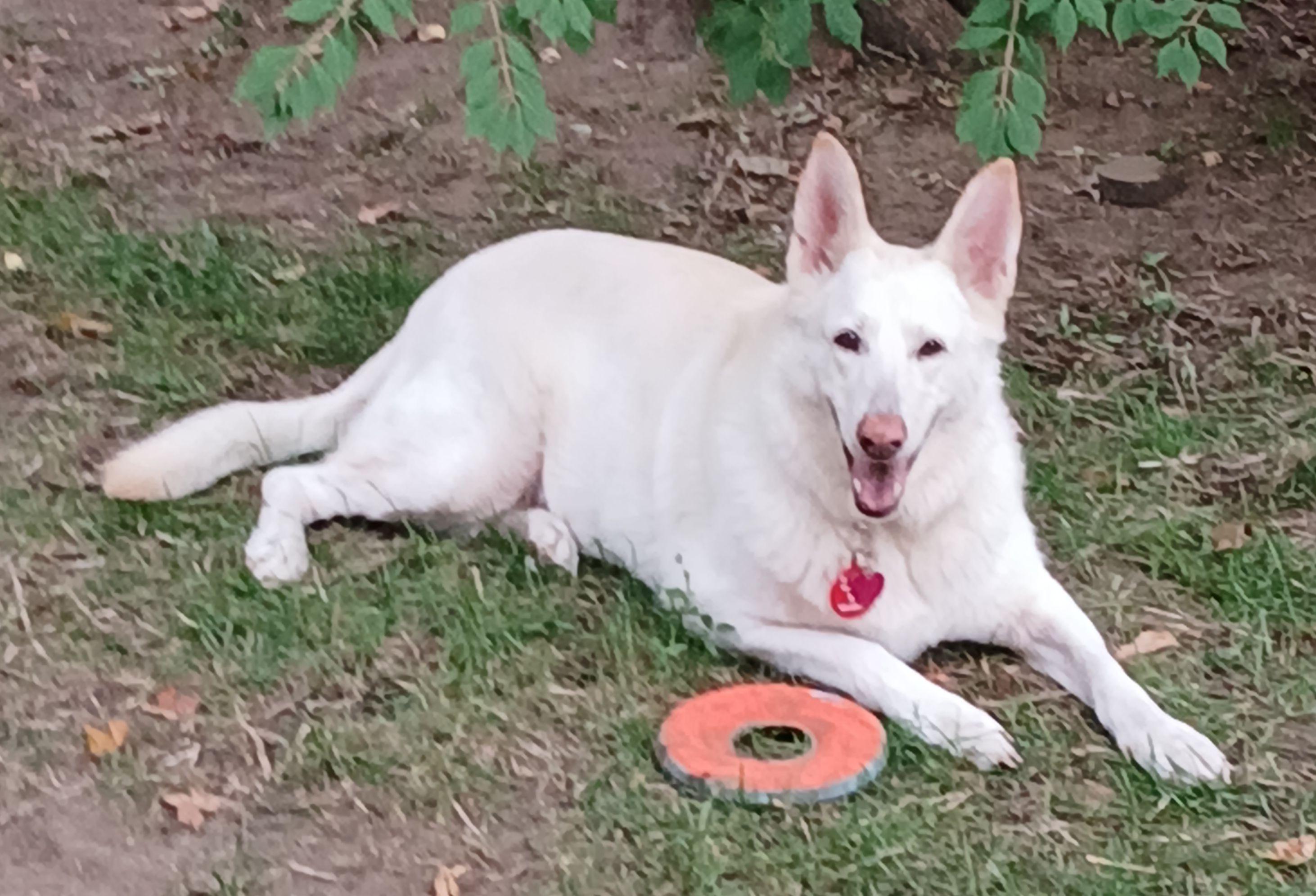 Carley, a Adoptable German Shepherd Dog image 4/4