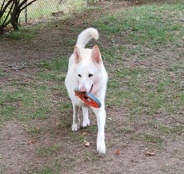 Carley, a Adoptable German Shepherd Dog image 3/4