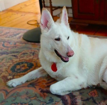 Carley, Adoptable, Adult Female German Shepherd Dog.