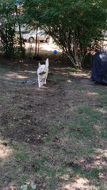 Enlarge Carley, a Adoptable German Shepherd Dog video 2/4