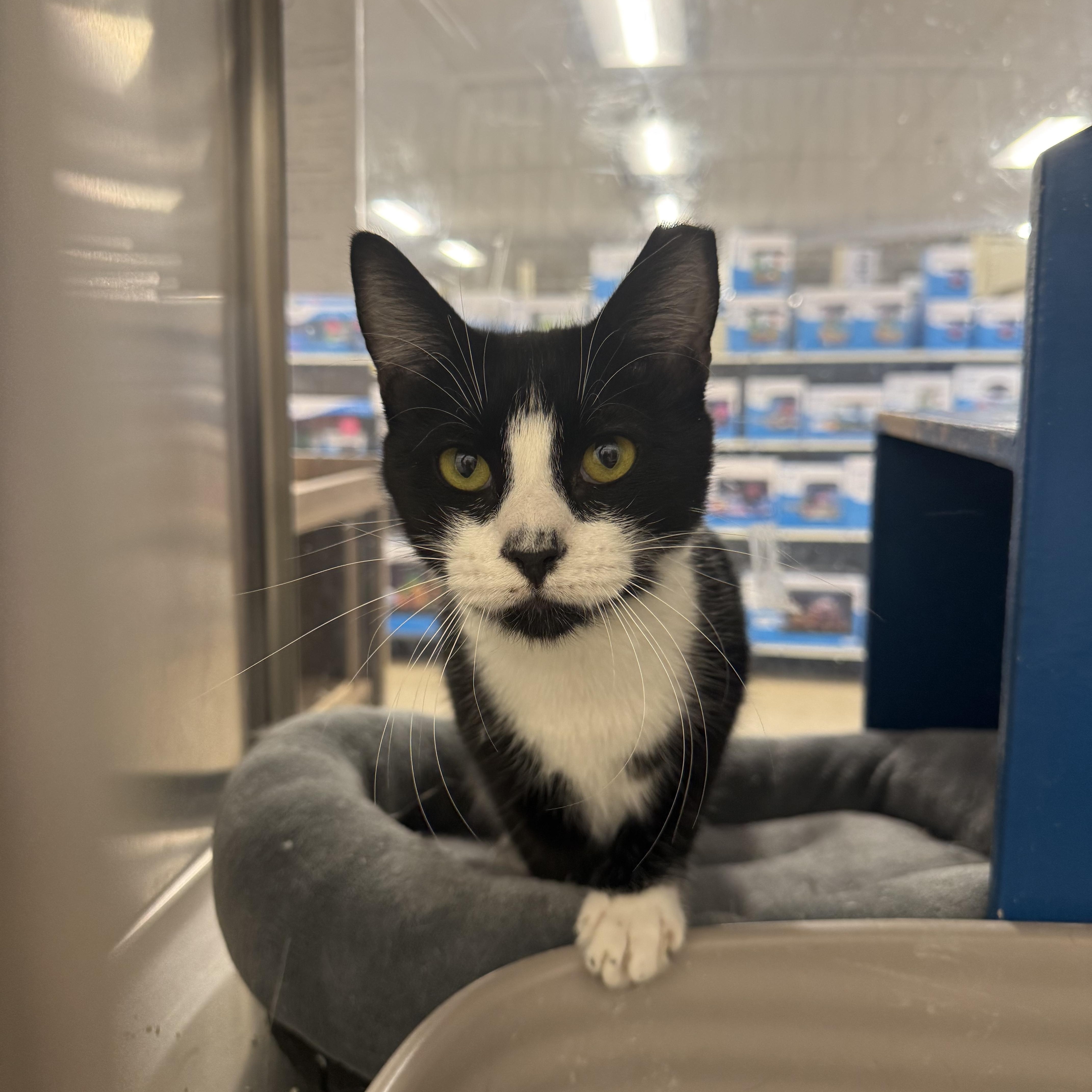 Scooter the Tripod, an adopted Tuxedo in Fresno, CA image 3/3