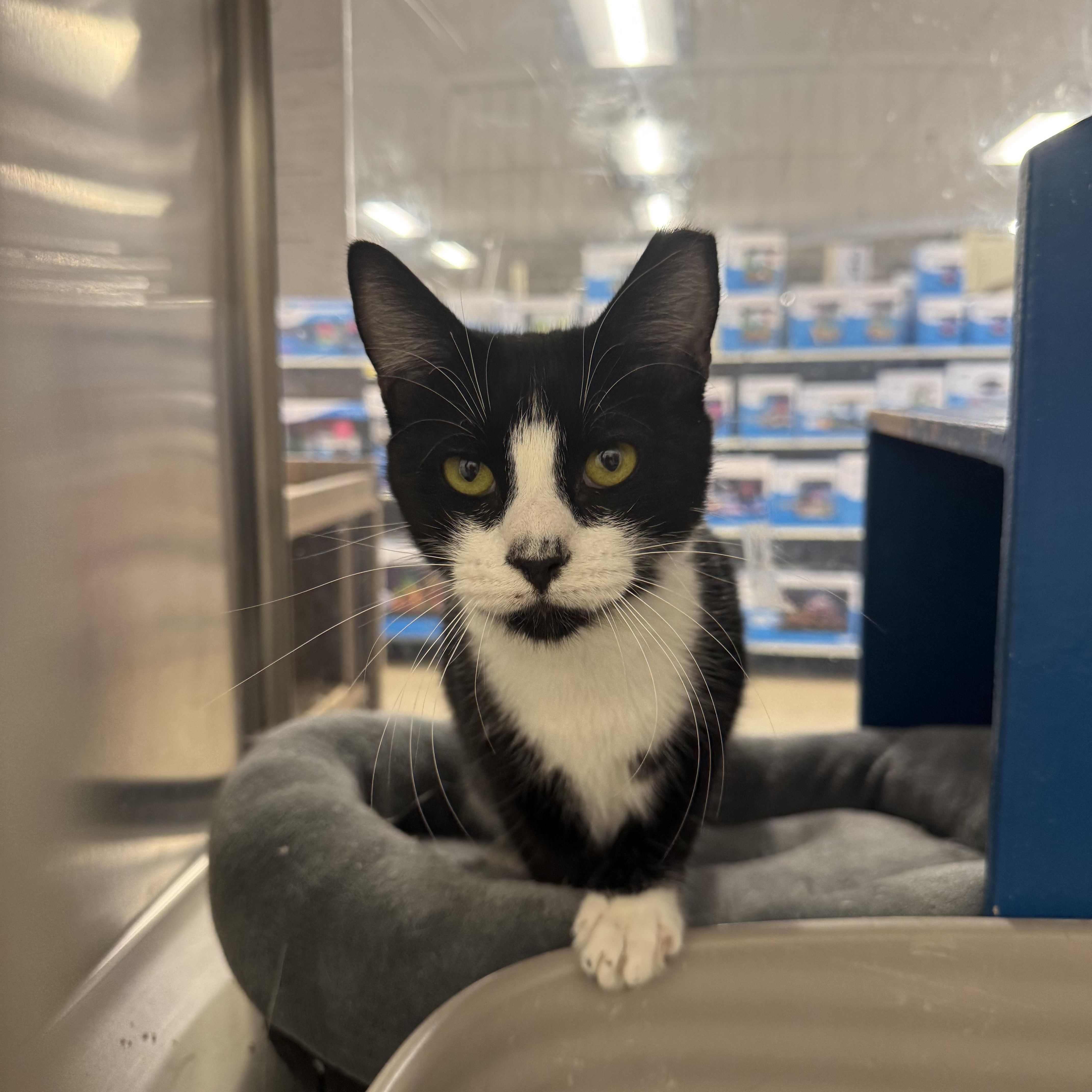 Scooter the Tripod, adopted, Kitten Male Tuxedo.