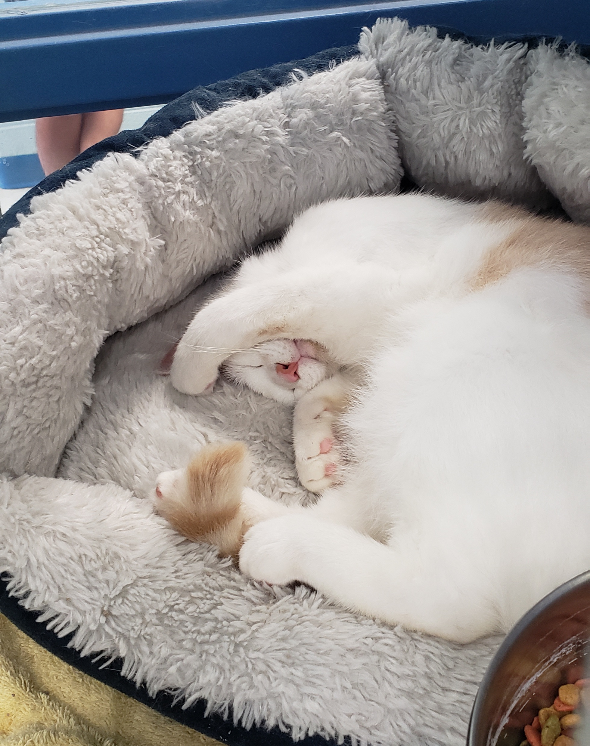 Creamsicle- Working Cat- **Adoption Fee Sponsored!