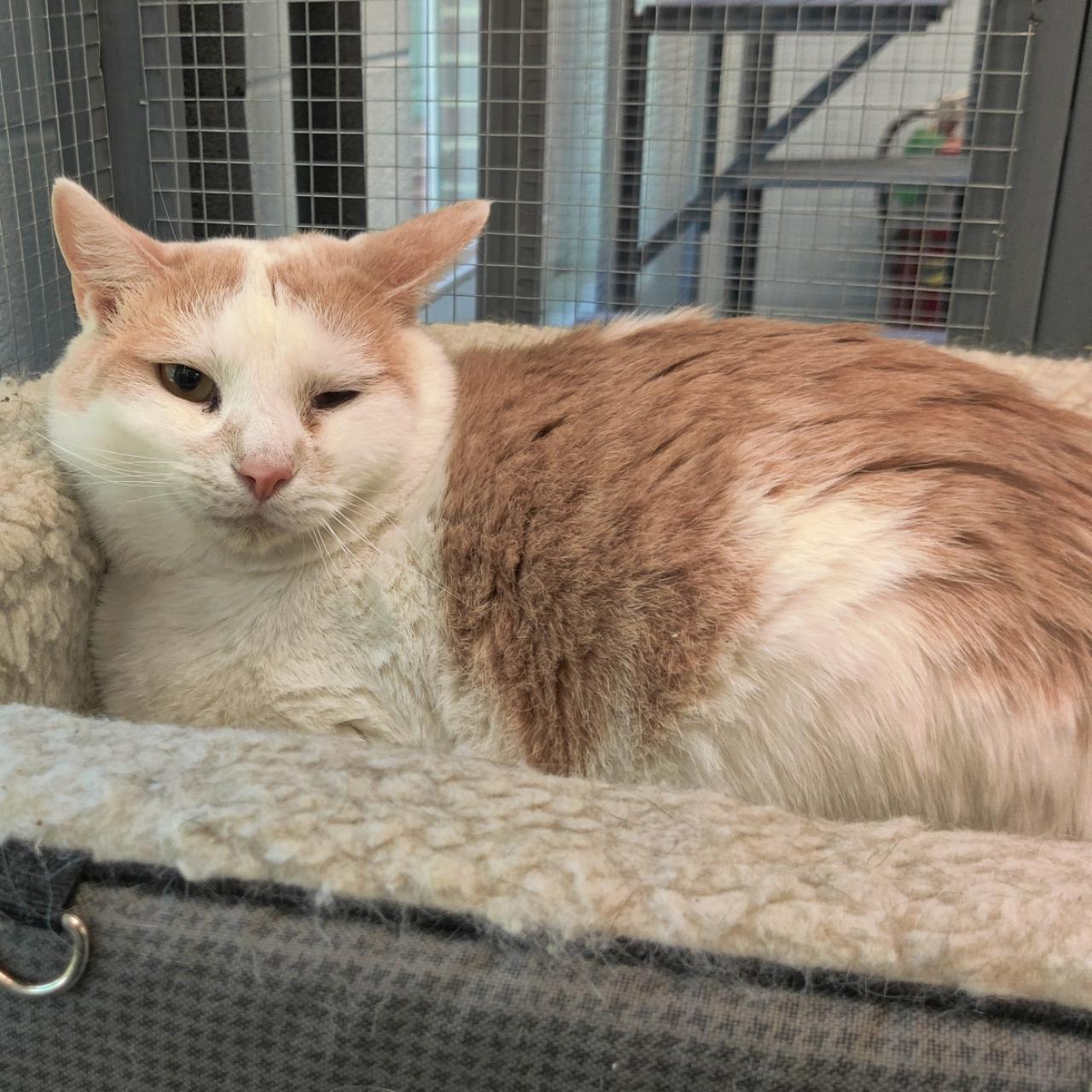Creamsicle- Working Cat- **Adoption Fee Sponsored!