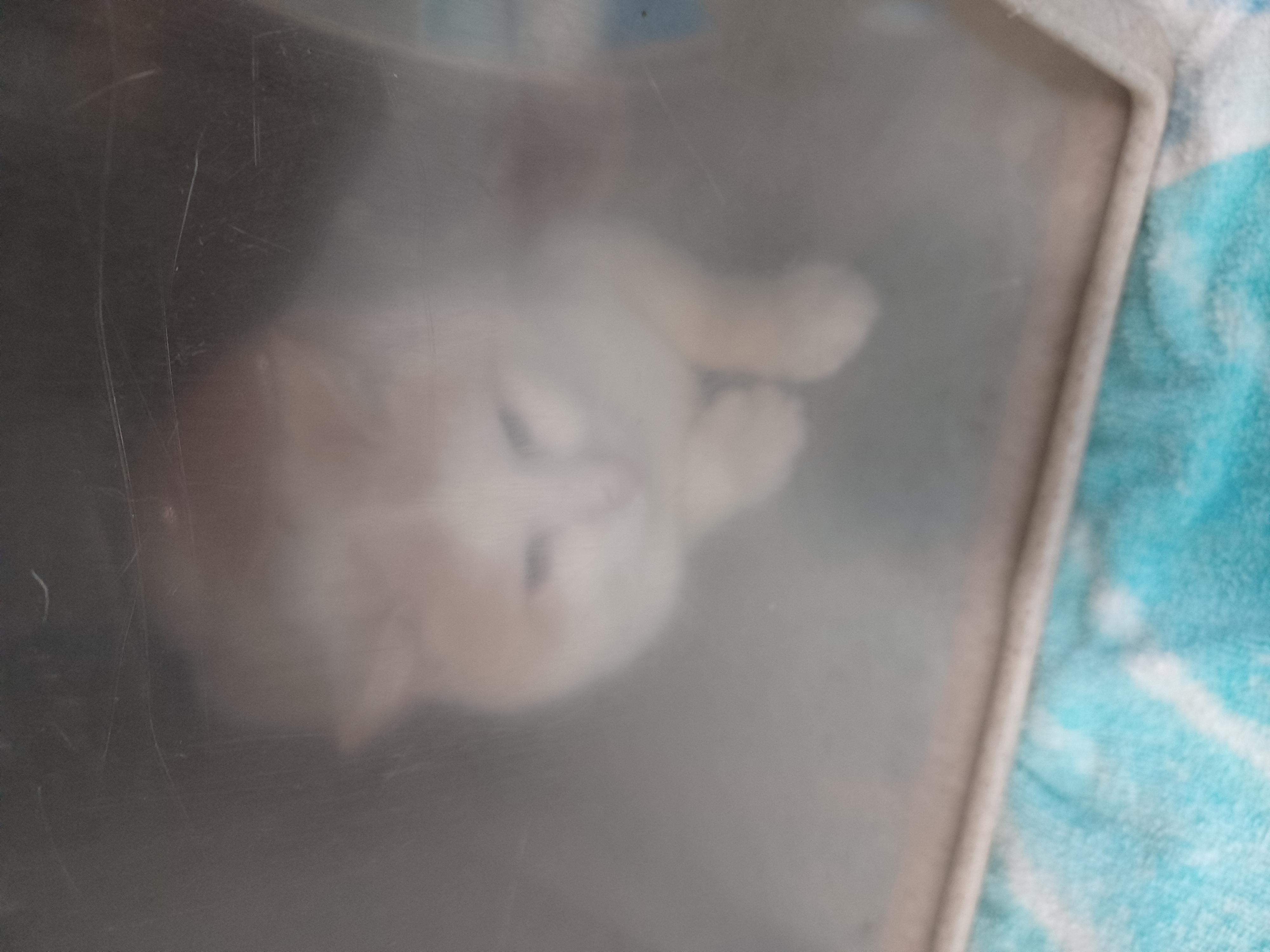 Creamsicle- Working Cat- **Adoption Fee Sponsored!