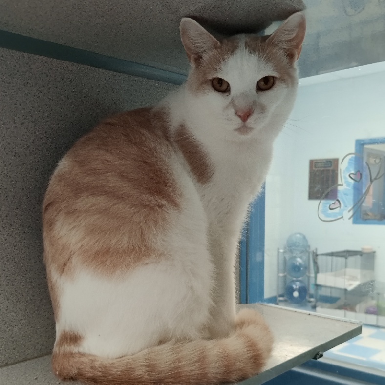 Creamsicle- Working Cat- **Adoption Fee Sponsored!