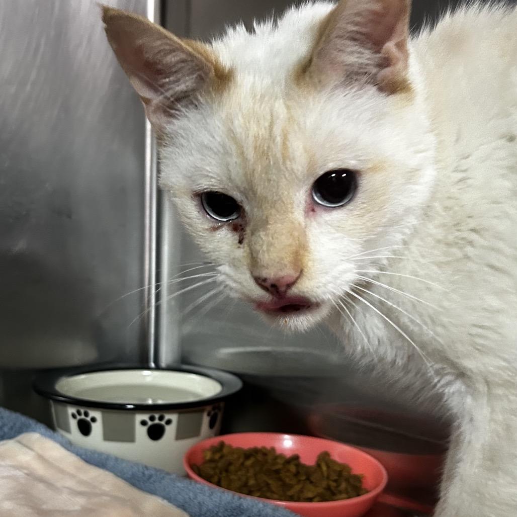 Enlarge Eli, a Adoptable Domestic Short Hair in Pensacola, FL image 1/1