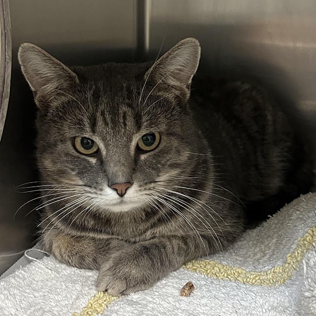 Enlarge Zephyr, a Adoptable Domestic Short Hair in Charlottesville, VA image 1/3