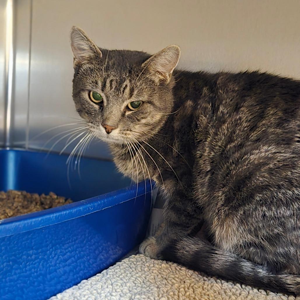 Zephyr, Adoptable, Young Male Domestic Short Hair.