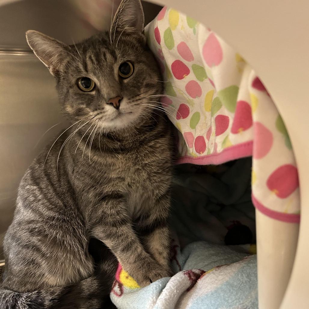 Enlarge Zephyr, a Adoptable Domestic Short Hair in Charlottesville, VA image 2/3