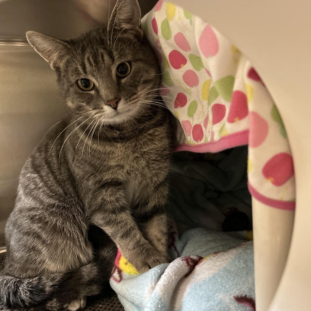 Enlarge Zephyr, a Adoptable Domestic Short Hair in Charlottesville, VA image 3/3