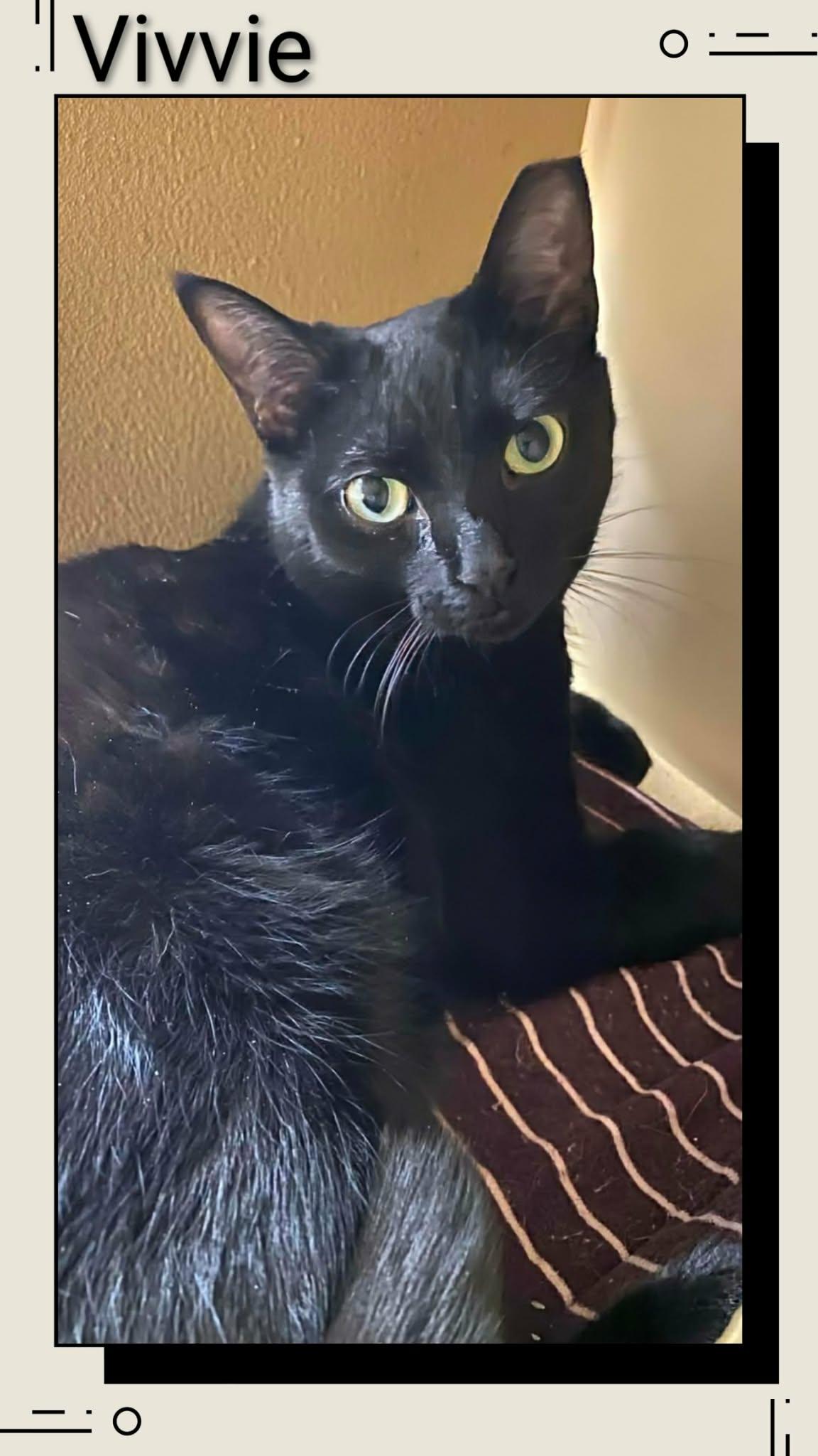 Vivvie, Adoptable, Young Female Domestic Short Hair.