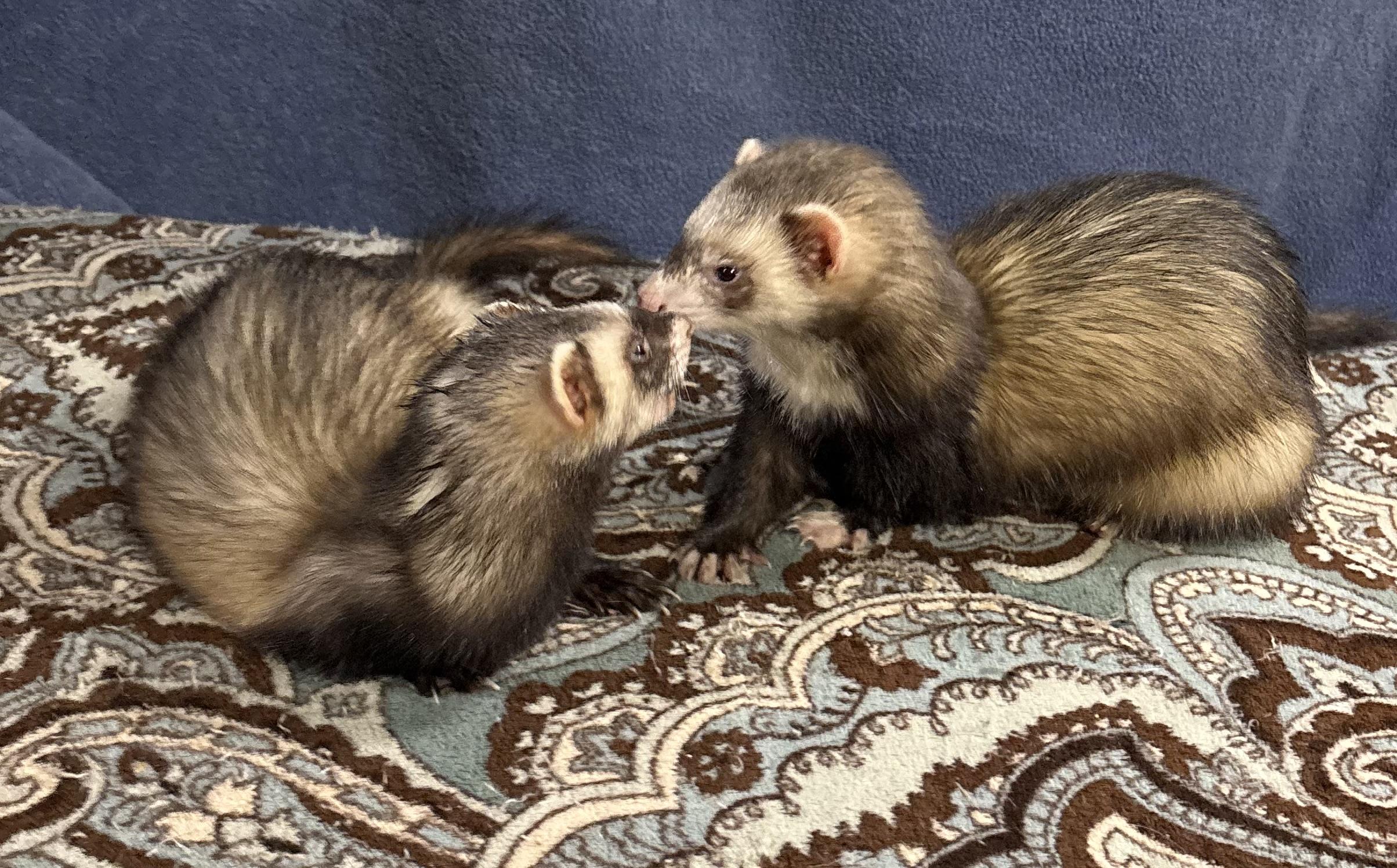 Jack AND Sparrow, Adoptable, Young Male Ferret.
