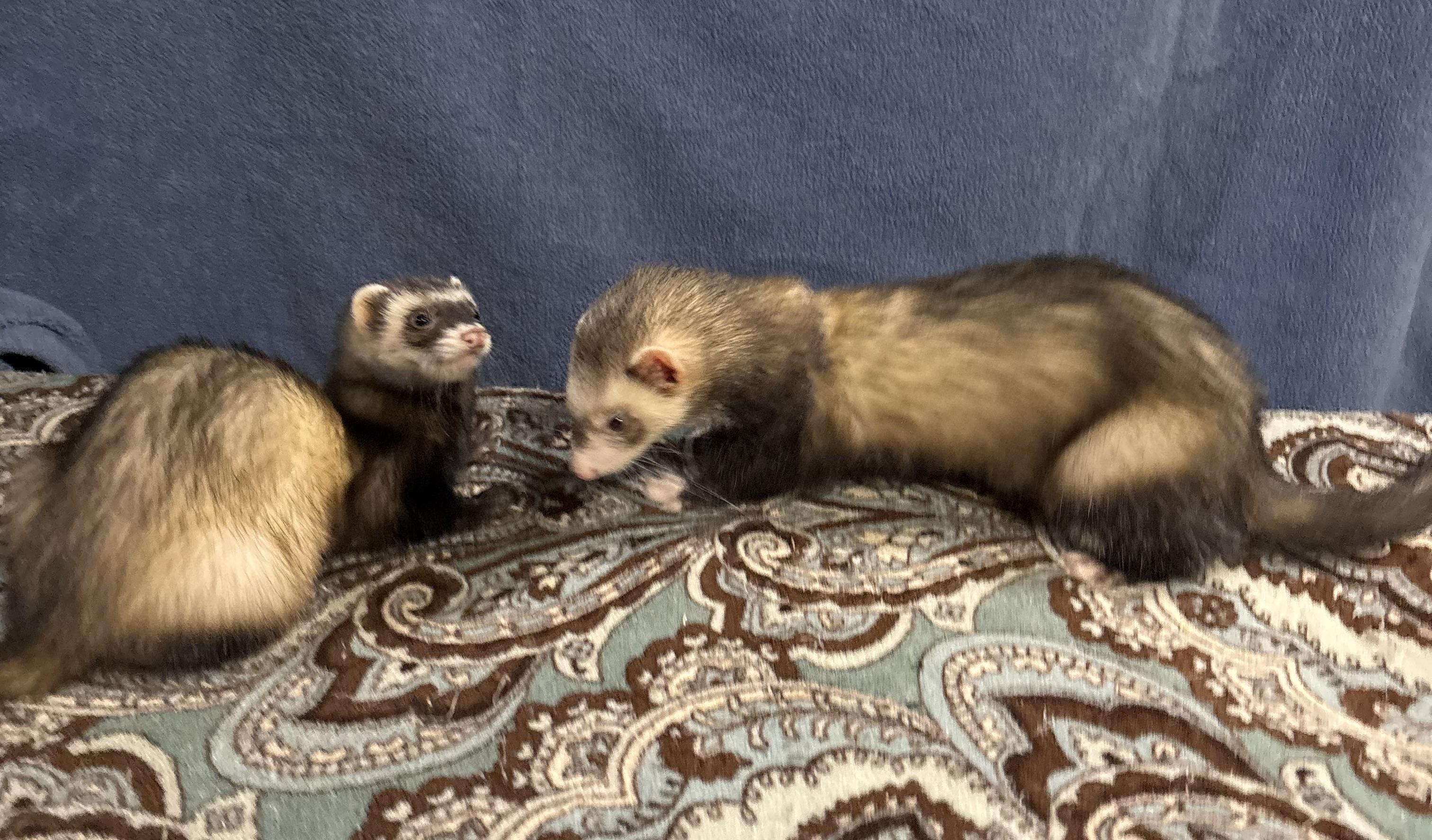 Enlarge Jack AND Sparrow, a Adoptable Ferret in Grand Rapids, MI image 2/3