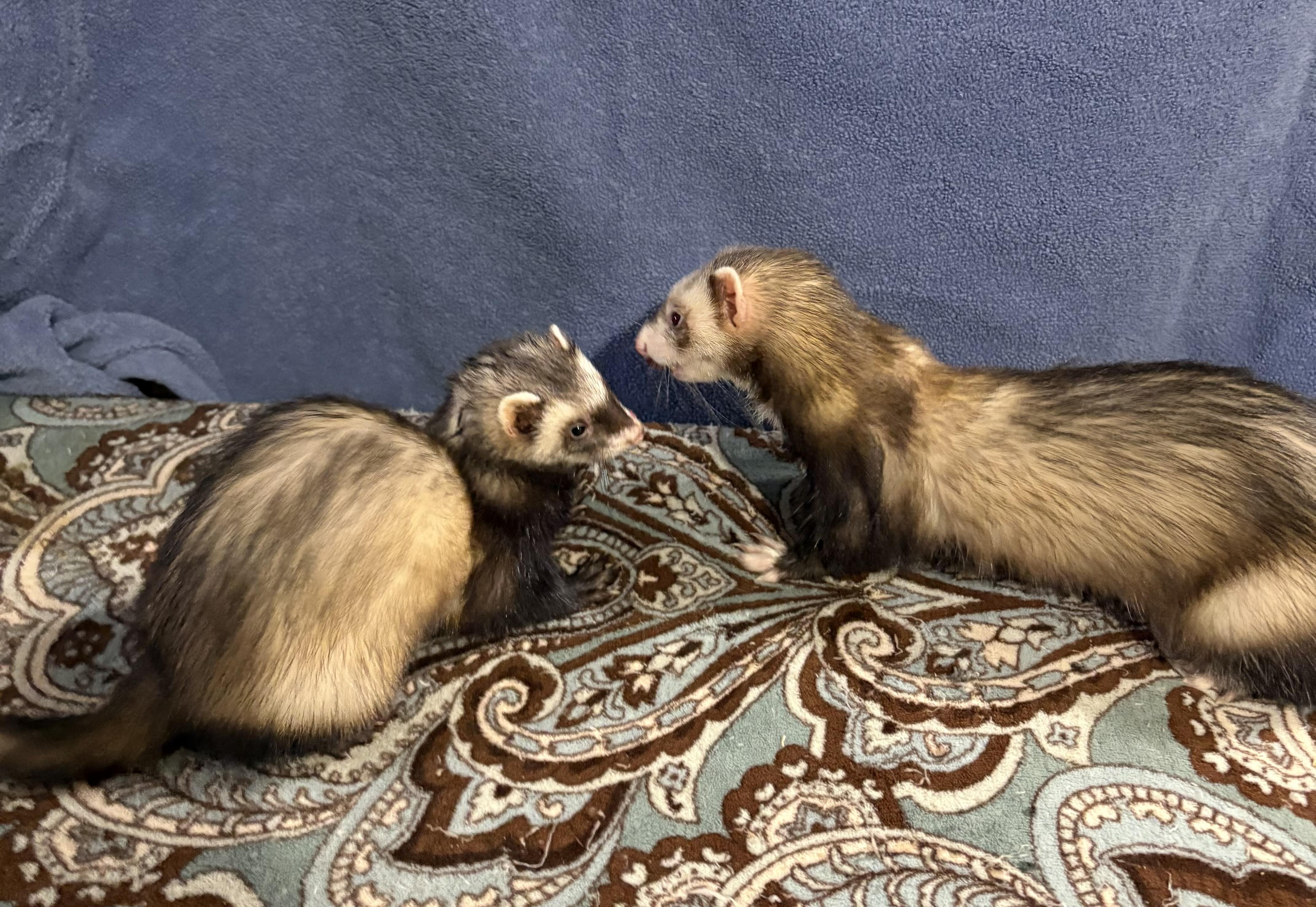Enlarge Jack AND Sparrow, a Adoptable Ferret in Grand Rapids, MI image 3/3