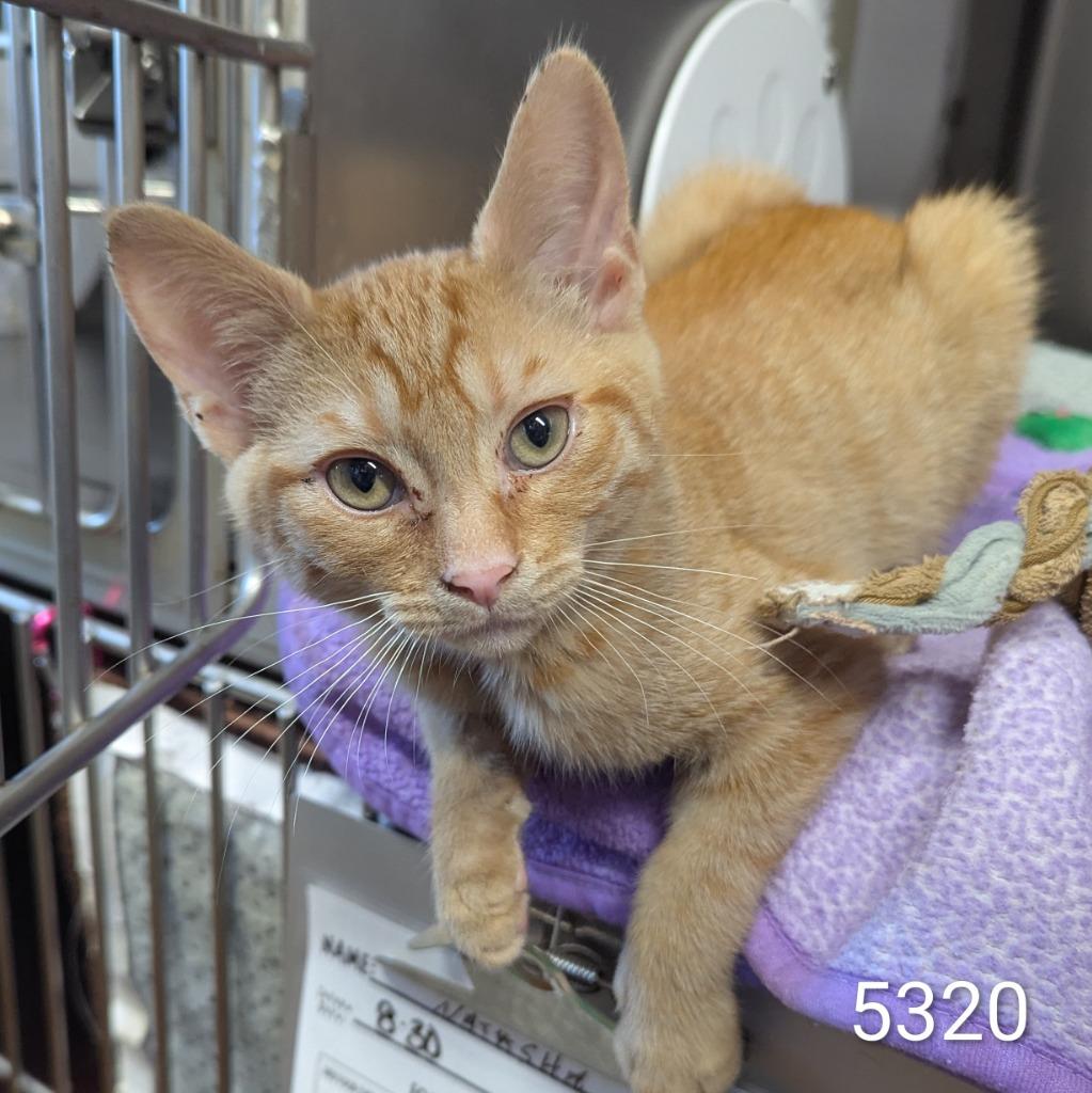Cheesy Gordita Crunch, Adoptable, Kitten Male Domestic Short Hair.