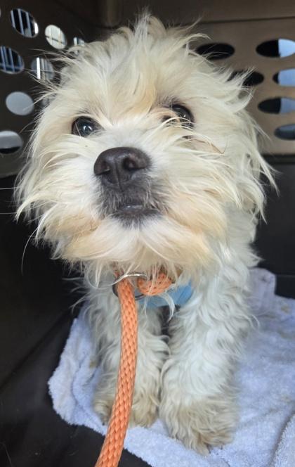 Enlarge Max, a Adoptable mixed breed in Malvern, PA image 1/3