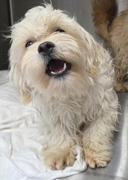 Enlarge Max, a Adoptable mixed breed in Malvern, PA image 3/3