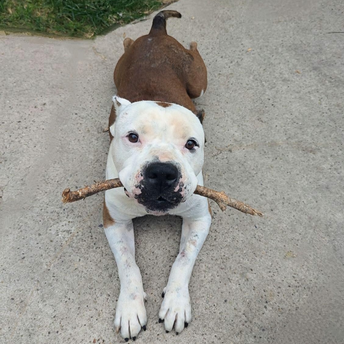 King, adopted, Senior Male Bulldog & Pit Bull Terrier.