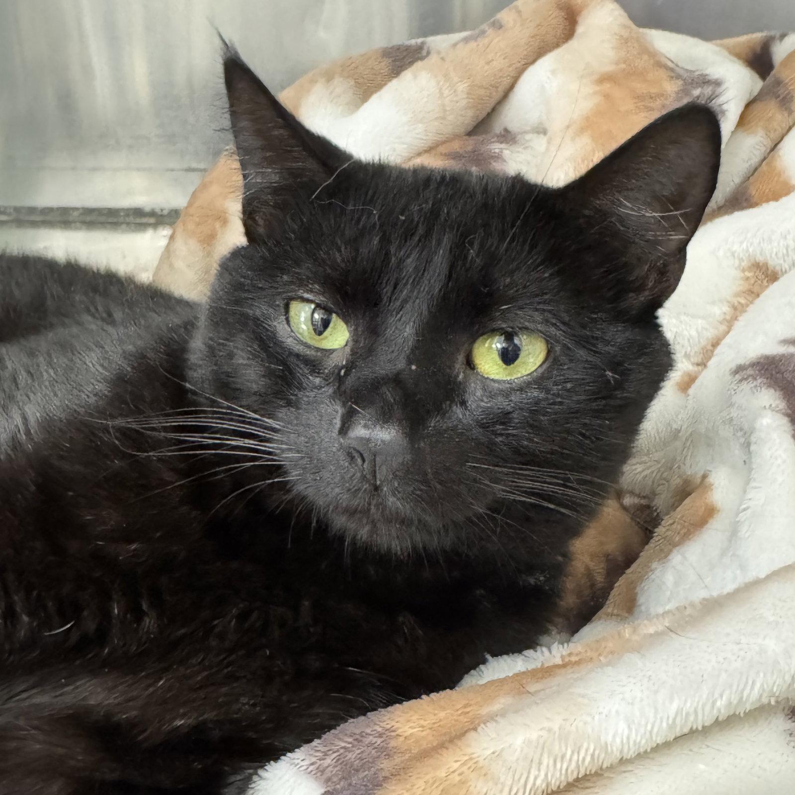 Bear, a Adopted Domestic Short Hair in Winchendon, MA image 1/2