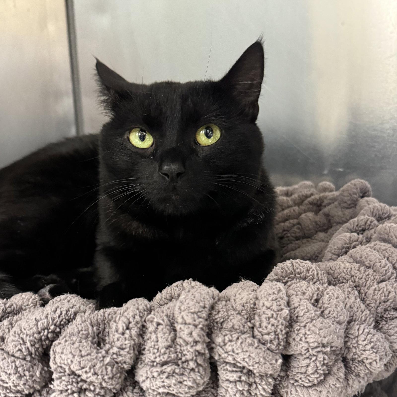 Bear, a Adopted Domestic Short Hair in Winchendon, MA image 2/2