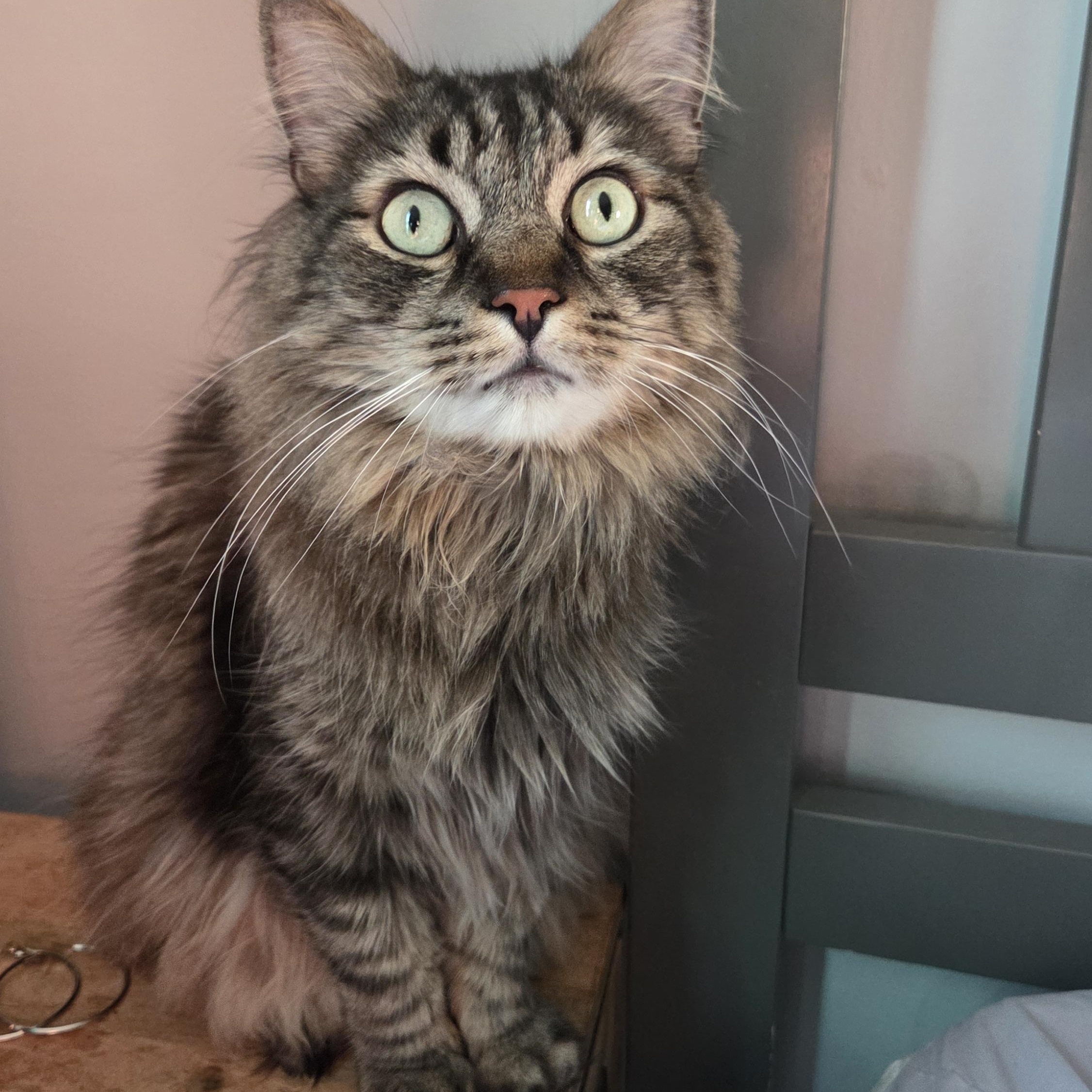Cosmo (ID 48448/1088), adoptable, Adult Male Domestic Medium Hair.