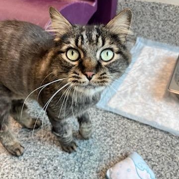 Enlarge Cosmo (ID 48448/1088), an adoptable Domestic Medium Hair in Manassas, VA image 2/4