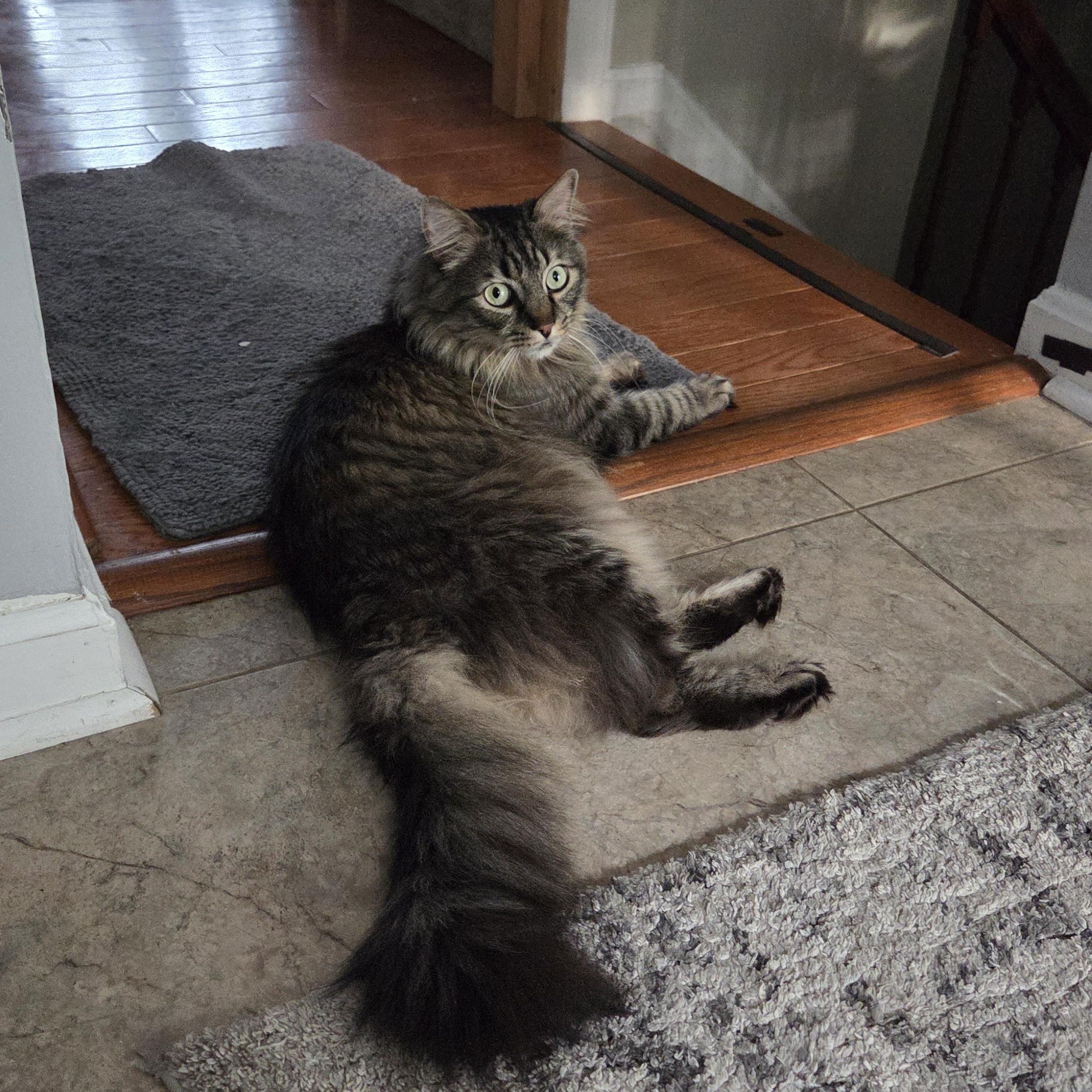 Enlarge Cosmo (ID 48448/1088), an adoptable Domestic Medium Hair in Manassas, VA image 3/4