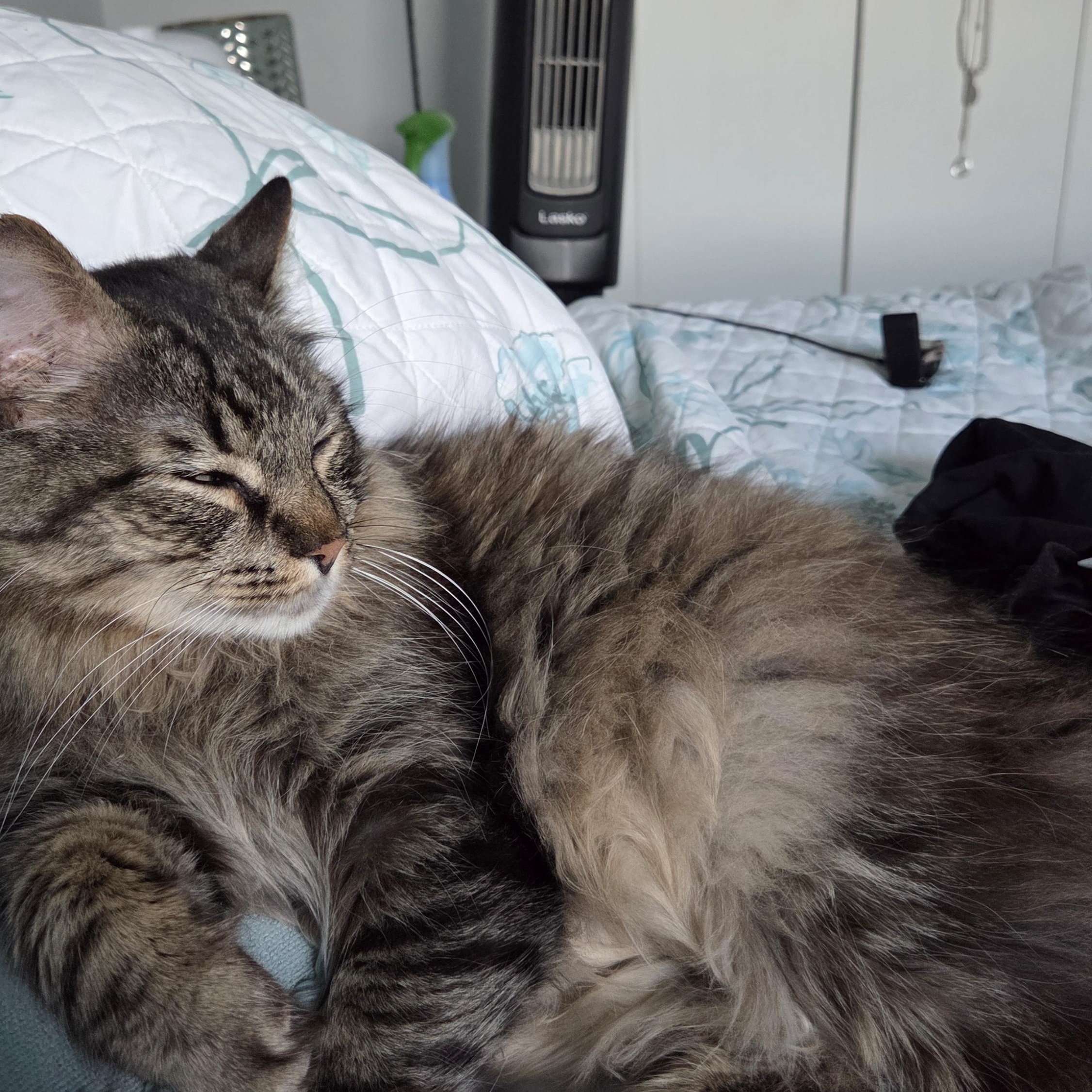 Enlarge Cosmo (ID 48448/1088), an adoptable Domestic Medium Hair in Manassas, VA image 4/4