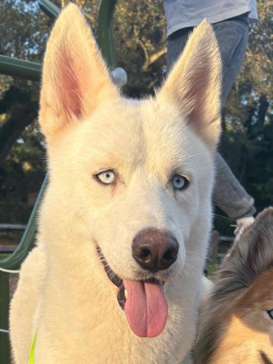 Snow, ADOPTABLE, Young Male Husky.