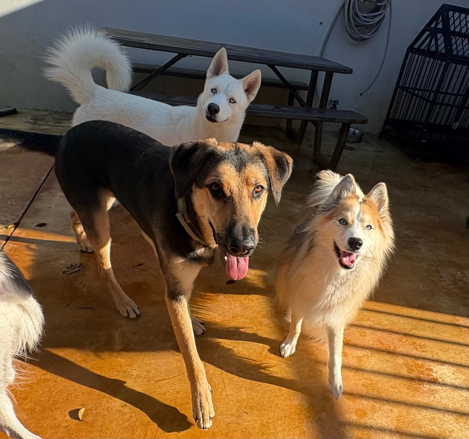 Enlarge Snow, a ADOPTABLE Husky in Miami, FL image 4/6