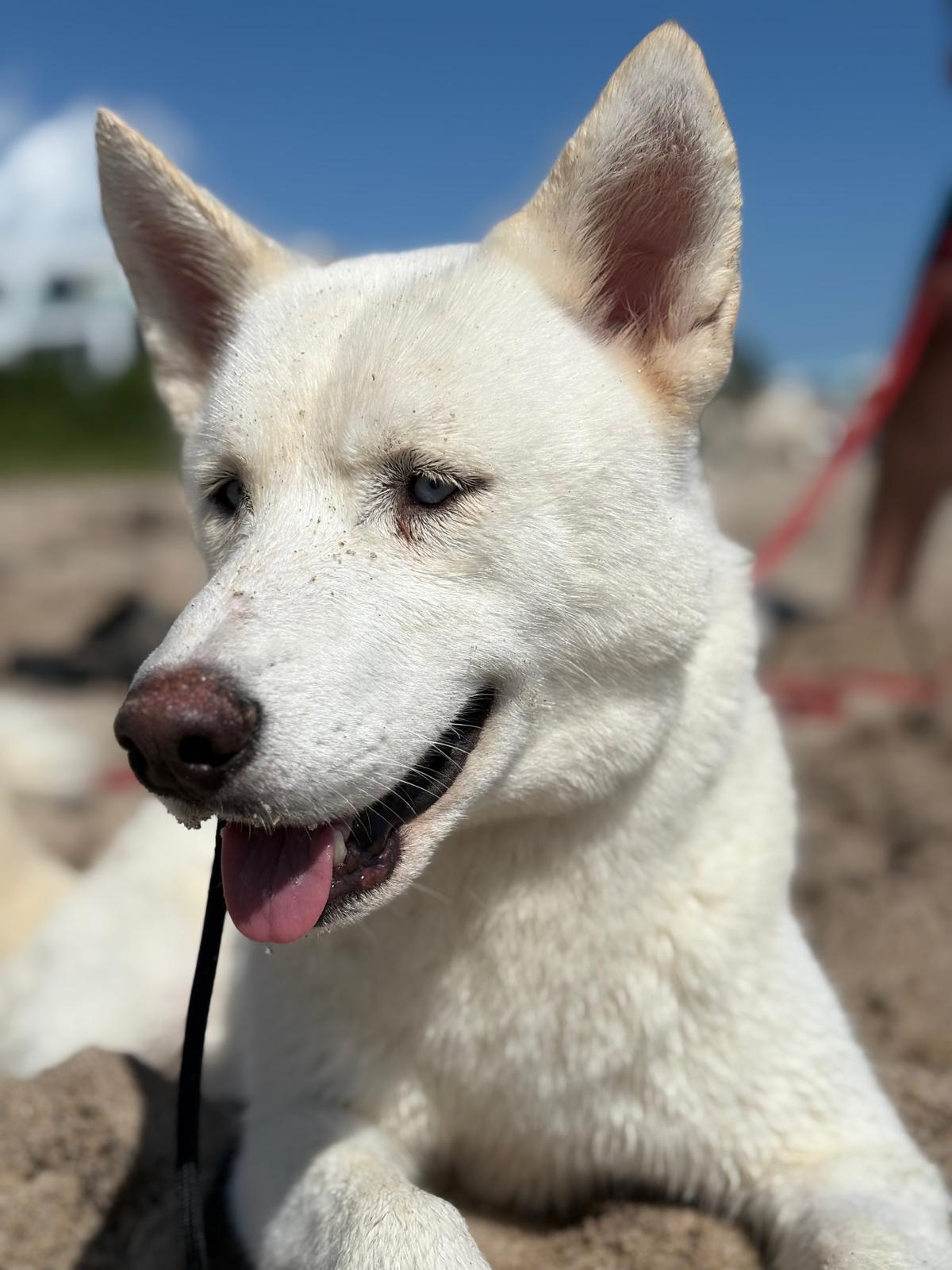 Enlarge Snow, a ADOPTABLE Husky in Miami, FL image 2/6