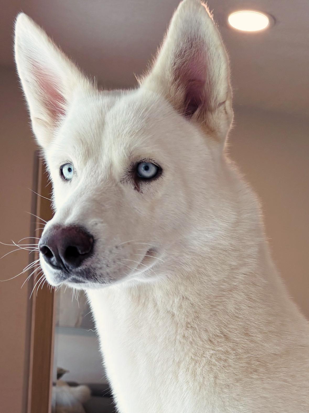 Enlarge Snow, a ADOPTABLE Husky in Miami, FL image 6/6